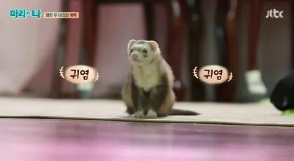 귀염귀염 페럿