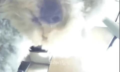 홈캠 째릿 째려봄 강아지 멍짤 개 찌릿 눈흘기는