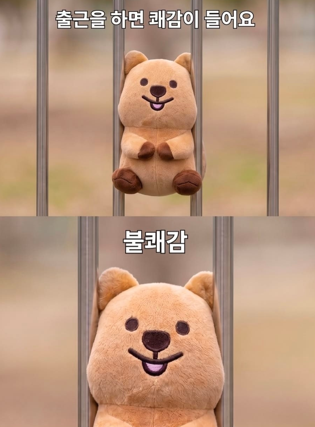 쿼카 출근 불쾌감 직장인 유머 고통 반전 짤