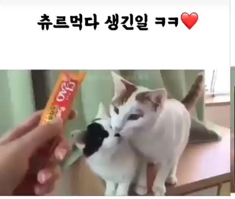 츄르 고양이 뽀뽀 귀여운 웃긴 애정표현 심쿵 츄르먹다생긴일