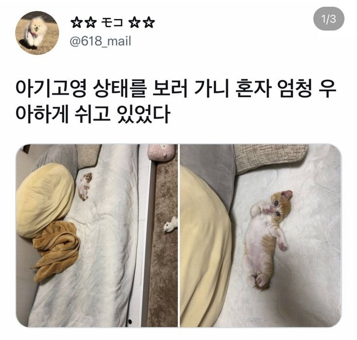 아기고양이 #냥짤 #고양이 #우아하게 #우아함 #엘레강스