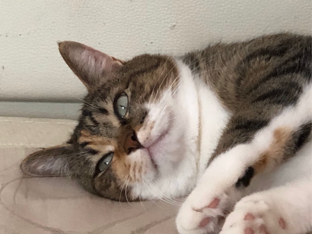 궁금이 고양이 궁금 의심 뭐지 꼽주는 표정 실눈 웃긴 짤