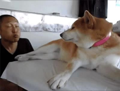 그만 뒷발로 주인 밀어내는 시바견