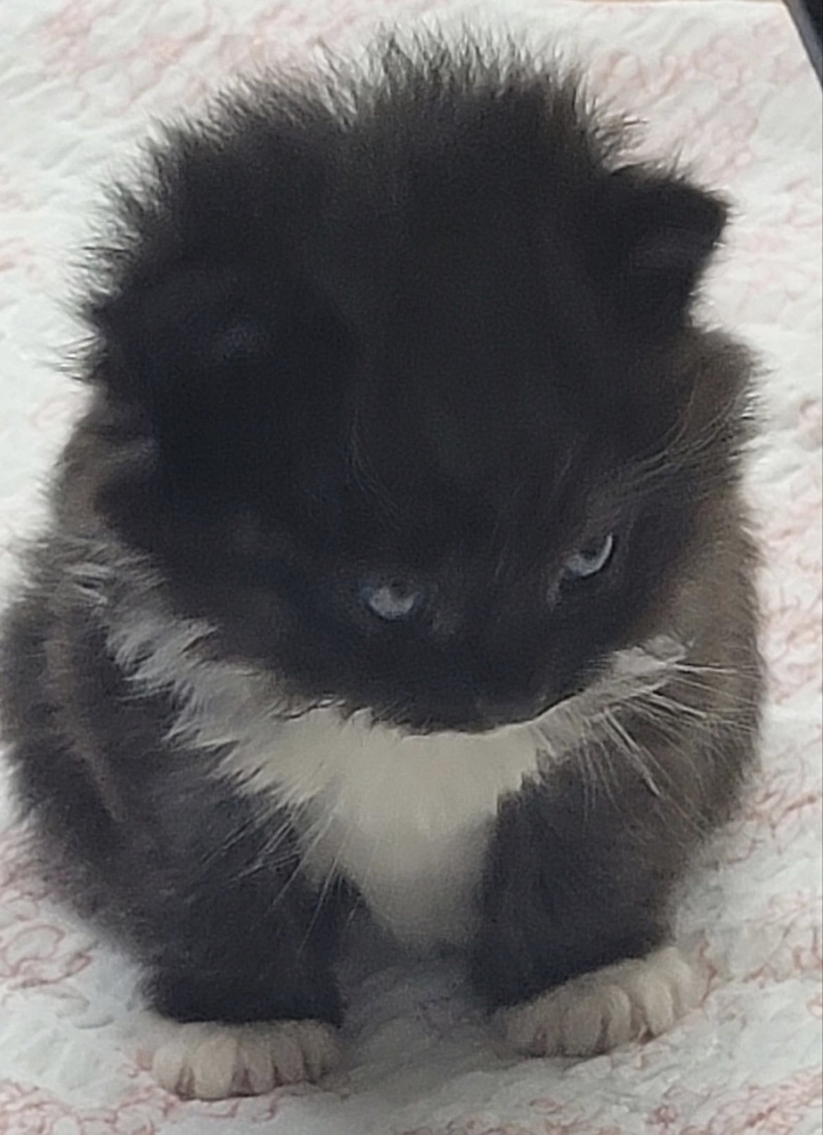 눈빛 냥짤 고양이