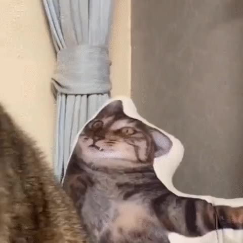 냥짤