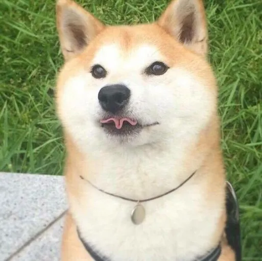 시바견 메롱