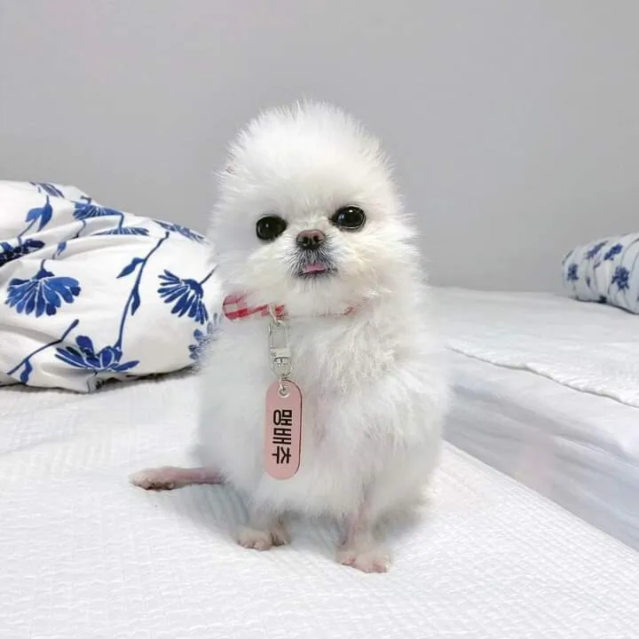 맹배추 병아리 개 포메라니안 포메 강아지 멍멍이 멍짤