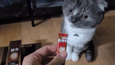 츄르 홍삼 고양이 냥짤