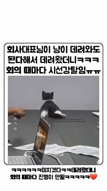 꿍디 고양이 냥짤 귀여움 심쿵 시선강탈