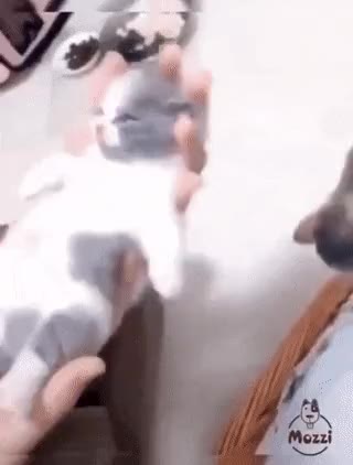 냥짤 고양이