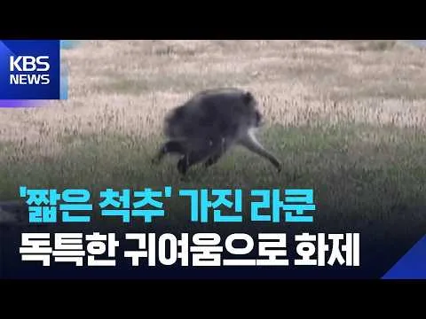“AI 아니야”… 시애틀의 명물 라쿤 ‘지모시’ (KBS 뉴스)