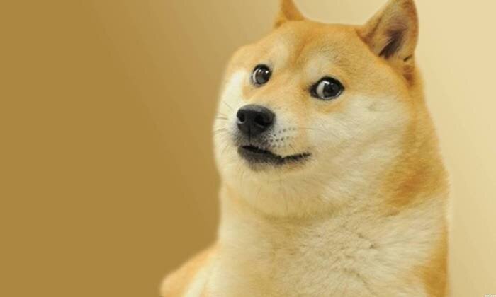 새침한 표정의 시바견