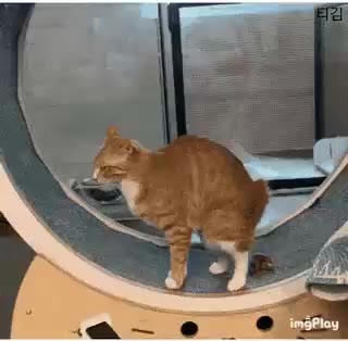 고양이 참사 똥 캣휠