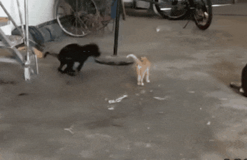 능욕 고양이 개 #냥짤 #멍짤