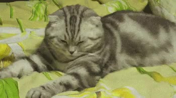 쓰러짐 OTL 고양이 굴욕짤
