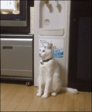 고양이 냥이 귀여운 냥펀치 냥아치 동물