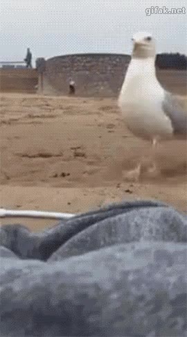 카메라 도둑.gif 갈매기 카메라도둑