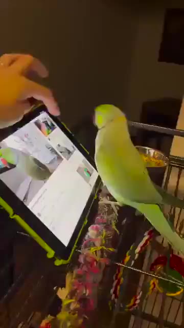 새짤