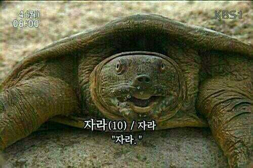 10세 자라 거북이 잠 잘시간 언어유희 아재개그 굿나잇 짤
