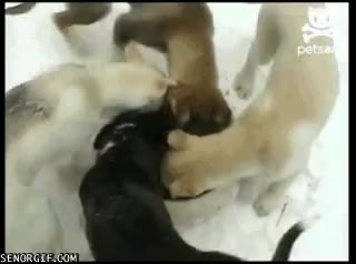 둥글게둥글게 개 강아지 둥글게 먹방