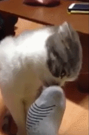 고양이 냥이 귀여운 냥펀치 냥아치 동물