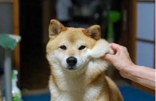 칭찬 특급칭찬 김희애 특급 칭찬 이거 특급 칭찬이야 강아지