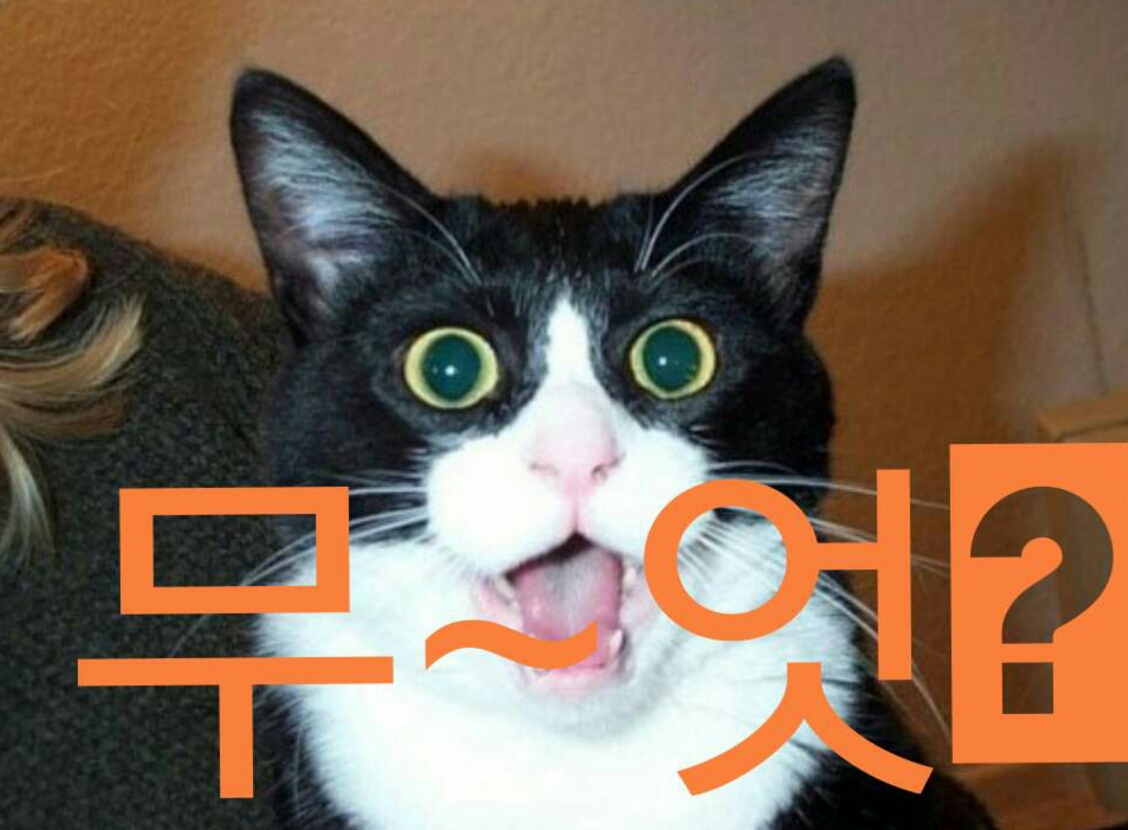 무엇 뭐? 고양이 놀람 당황 충격 황당 띠용 턱시도고양이 경악 짤