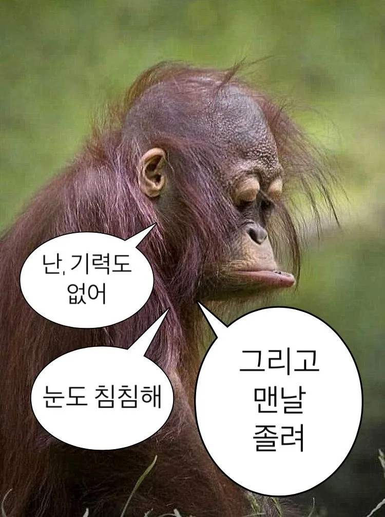 보드에서 160 원숭이짤 웃긴 아이디어 찾기 짤방 웃긴짤 유머