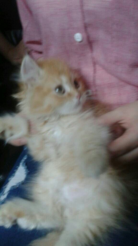 몰 꼴아봐? 고양이 뭘봐 귀염
