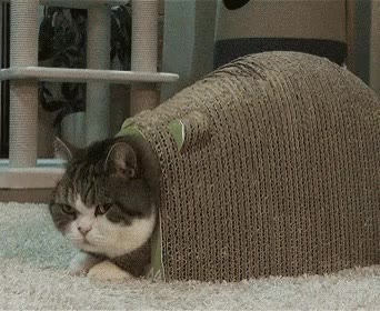 뚱땡이 뚱냥이 고양이 빼꼼 귀여운 거대 박스 숨기 끼임 움짤