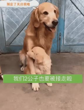 자기새끼 지키려는 인절미 리트리버 강아지 개 댕댕이 보호