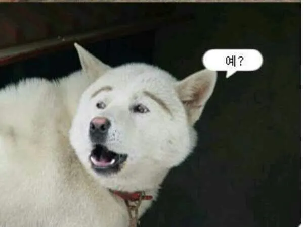 예 반문 예?