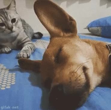 고양이 냥이 귀여운 냥펀치 냥아치 동물