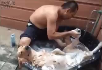 개샤워