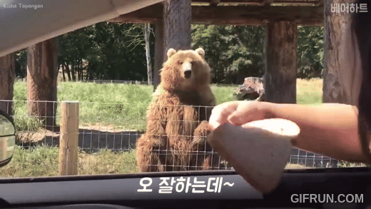 식빵 곰 캐치 손인사 안녕 사파리 동물원 나이스 귀여운 짤