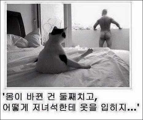 고양이와 몸이 바뀌어버린 출근러의 고뇌