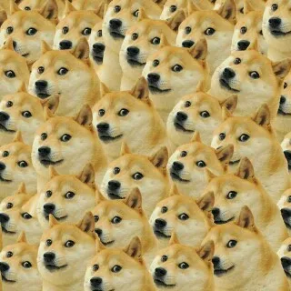 시바견