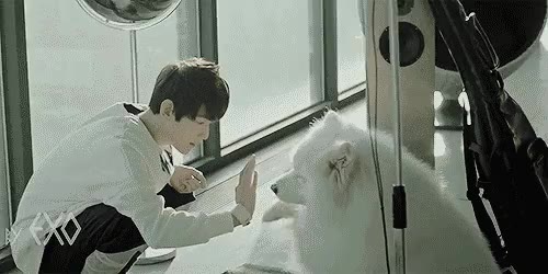 백현 강아지 EXO 엑소