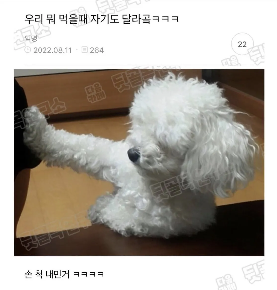 어이 주인 나도 좀 주시게 #멍짤 #강아지