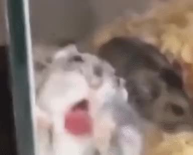 헴스터 할짝 혓바닥 할짝할짝 좋아 이거야