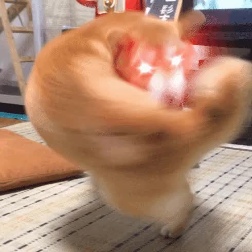 근육 시바견 고퀄리티 패러디