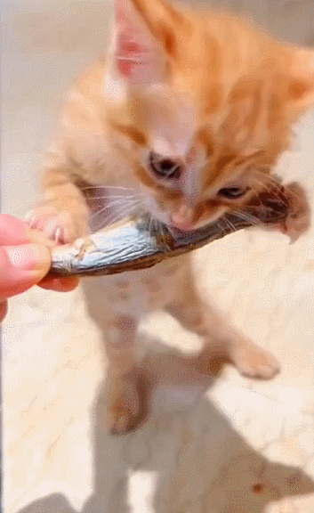 아깽 아기 고양이 아깽이 치즈 먹방 하찮은 맹수 귀여운 생선 뇸뇸