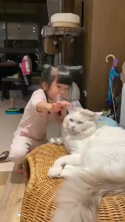 현자타임 냥짤