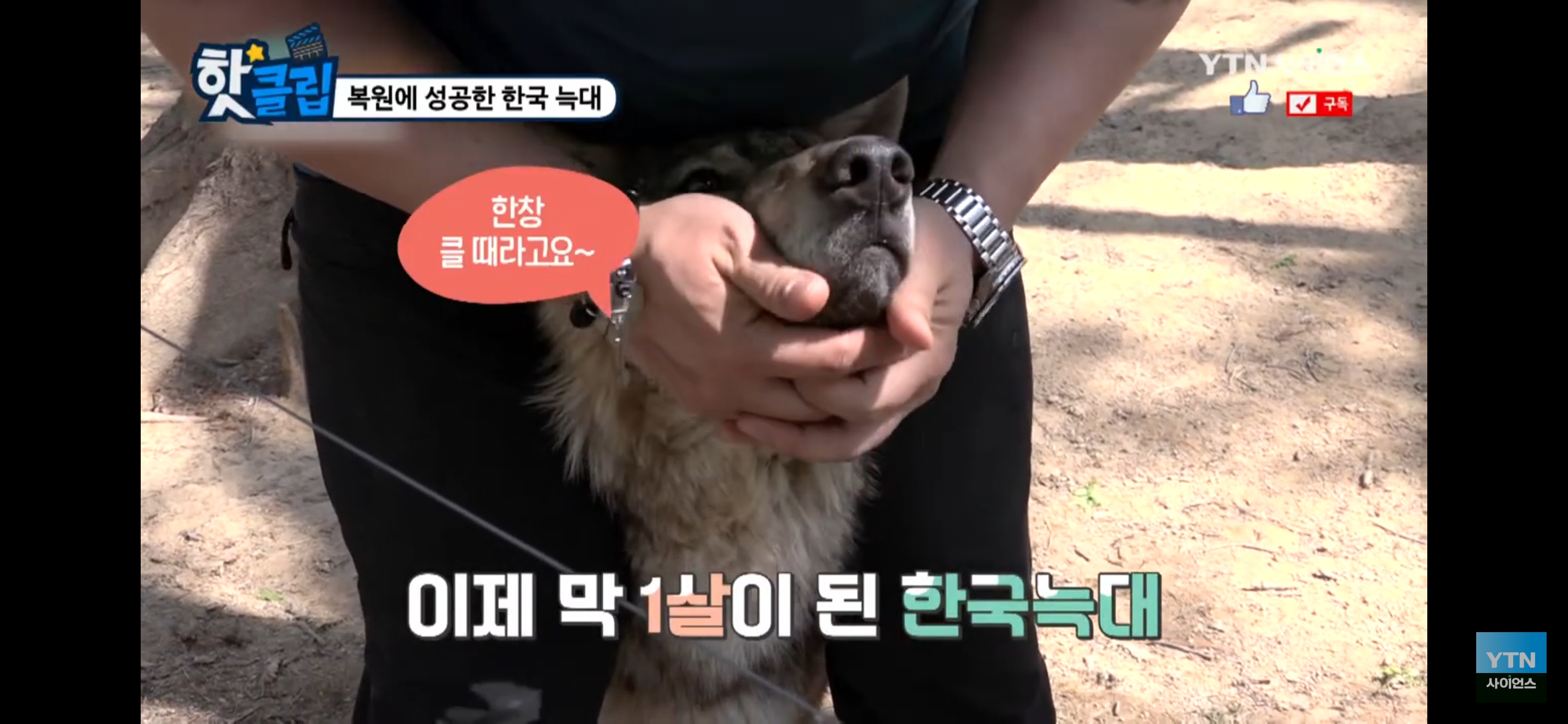 강아지처럼 붙잡힌 늑대 한창 클 나이인 맹수