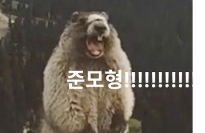 준모형 마멋 비명 절규 샤우팅 소리지름 부르짖음 웃긴짤 절박