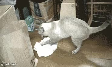 청소하는 고양이 고양이 냥이 청소 깔끔