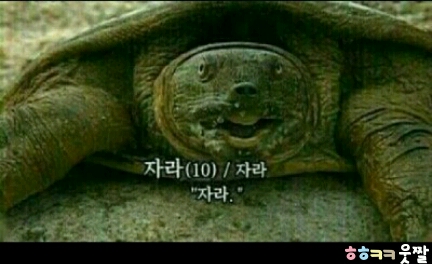 자라 그만자라 동물