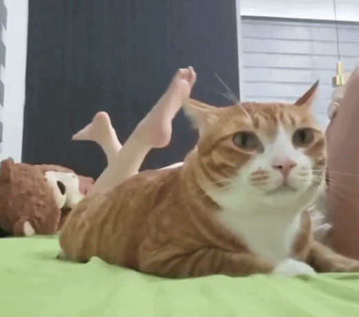 고양이 치즈냥이 침대 무념무상 당황 뒤에 다리