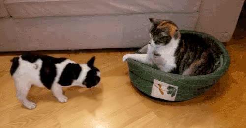집을 잃은 댕댕이.gif 개 강아지 댕댕이 고양이 냥이
