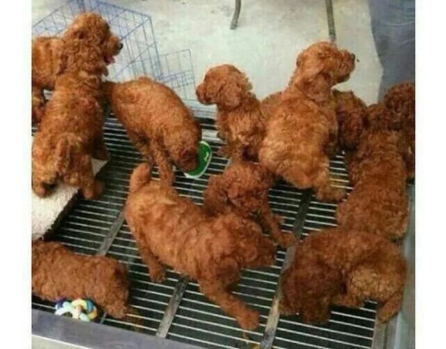 치킨
